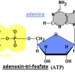 estructura molecular del ATP estructura molecular del ATP