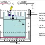 ELECTROFORESIS ADN