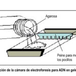 ELECTROFORESIS ADN