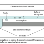 ELECTROFORESIS ADN