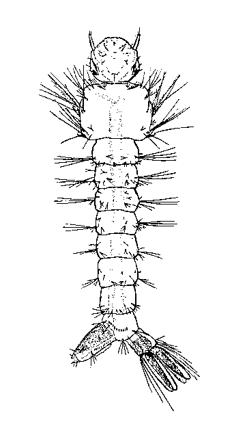 image006