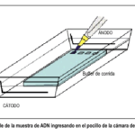 ELECTROFORESIS ADN