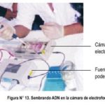 ELECTROFORESIS ADN