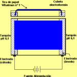 ELECTROFORESIS DE PROTEÍNAS