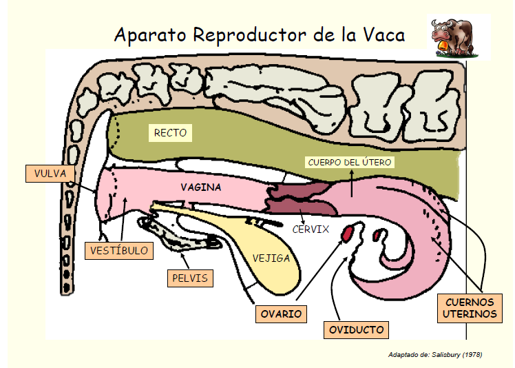 Sistema Reproductor de la vaca y el toro scolar