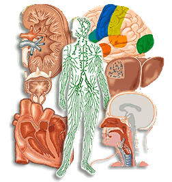 sistemas del cuerpo humano sistemas del cuerpo humano