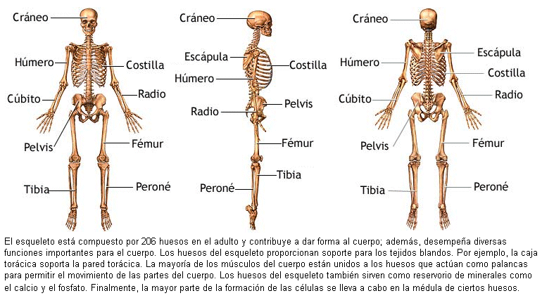 sistemas oseo sistema oseo
