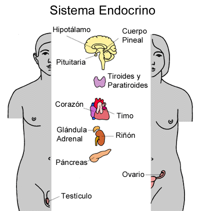 sistema endocrino sistema endocrino
