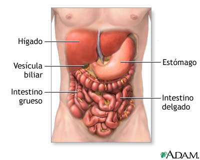 sistema digestivo sistema digestivo