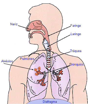 sistema respiratorio sistema respiratorio