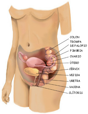 sistema reproductor femenino sistema reproductor femenino