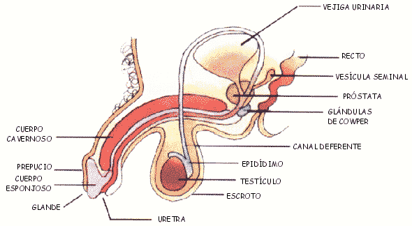 sistema reproductor masculino sistema reproductor masculino