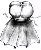 tiara