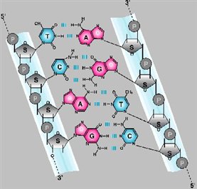 ¿Qué es el ADN? | Webscolar